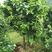阳朔县三红蜜柚树，3-6公分大，带土球发货