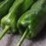 广西博白鲜辣椒，薄皮椒一手货源，产地直供，可视频看货