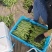 山东莘县精品芸豆扁青芸豆大量上市中质量好价格低廉