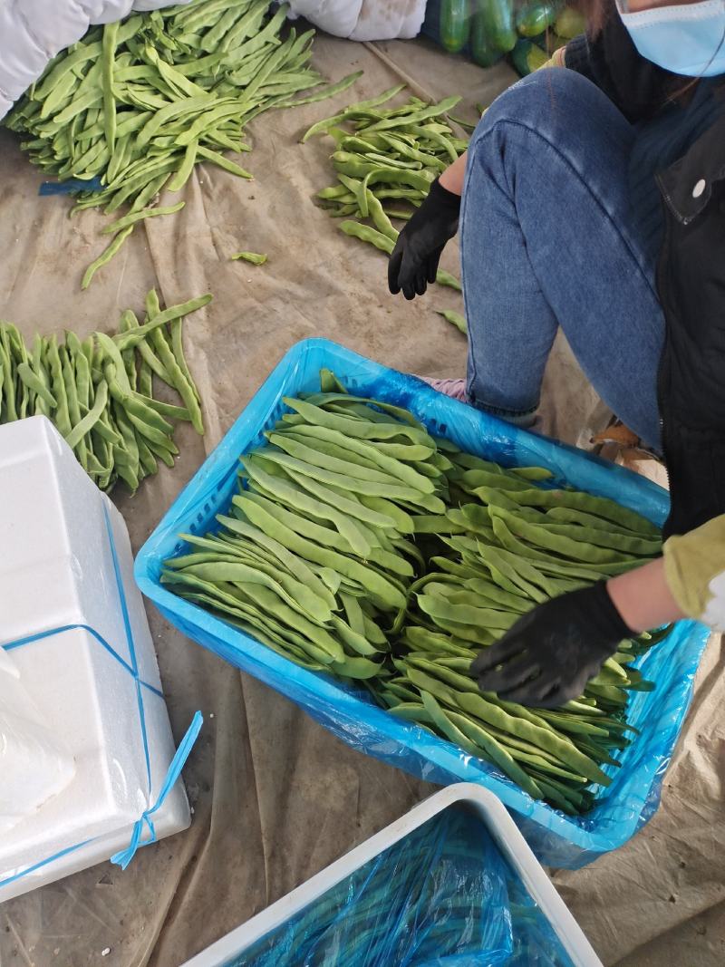 山东莘县精品芸豆扁青芸豆大量上市中质量好价格低廉