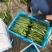 山东莘县精品芸豆扁青芸豆大量上市中质量好价格低廉