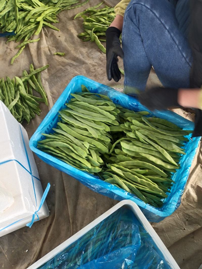 山东莘县精品芸豆扁青芸豆大量上市中质量好价格低廉