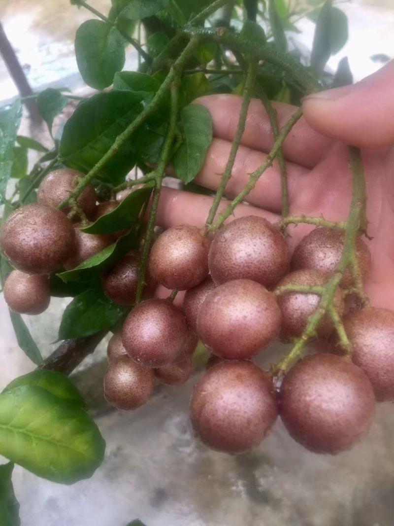 南方水果红皮紫肉黄皮果苗