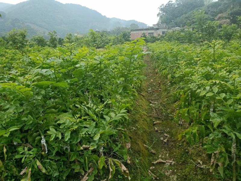 南方水果红皮紫肉黄皮果苗
