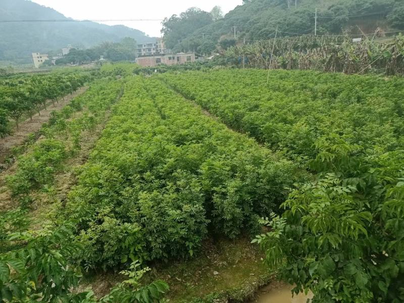 南方水果红皮紫肉黄皮果苗