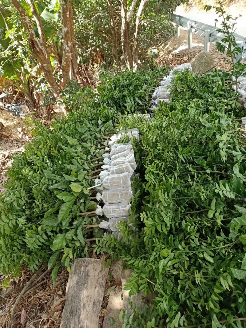 南方水果红皮紫肉黄皮果苗