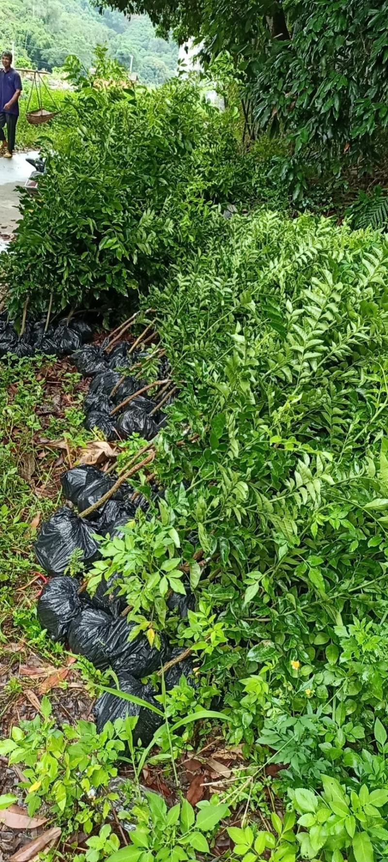 南方水果红皮紫肉黄皮果苗