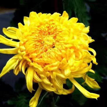 金丝皇菊杭白菊球菊陶菊墨菊观赏菊品种齐全