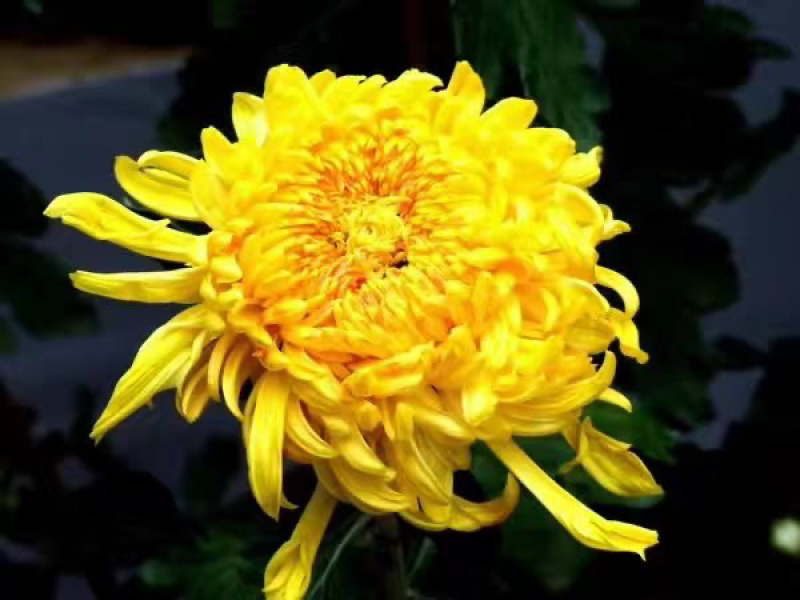 金丝皇菊杭白菊球菊陶菊墨菊观赏菊品种齐全