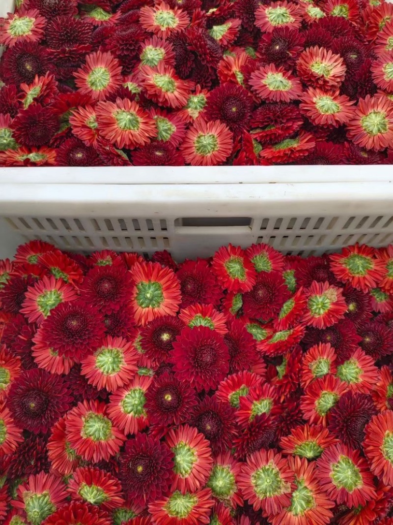 金丝皇菊杭白菊球菊陶菊墨菊观赏菊品种齐全