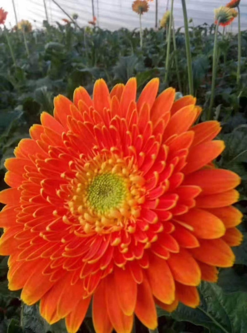 金丝皇菊杭白菊球菊陶菊墨菊观赏菊品种齐全