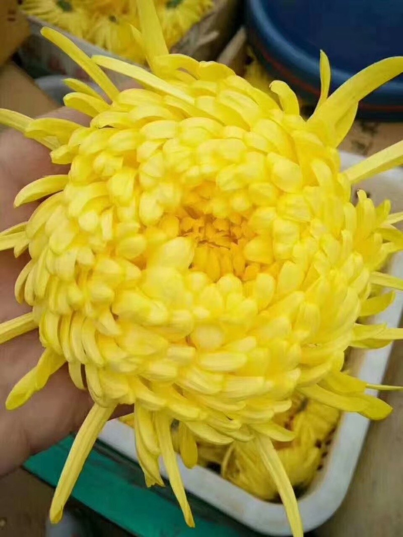 金丝皇菊杭白菊球菊陶菊墨菊观赏菊品种齐全