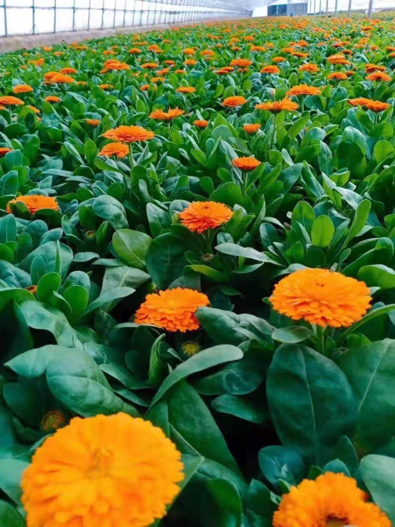 金丝皇菊杭白菊球菊陶菊墨菊观赏菊品种齐全