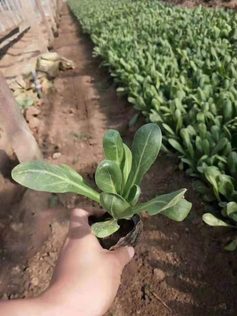 金丝皇菊杭白菊球菊陶菊墨菊观赏菊品种齐全