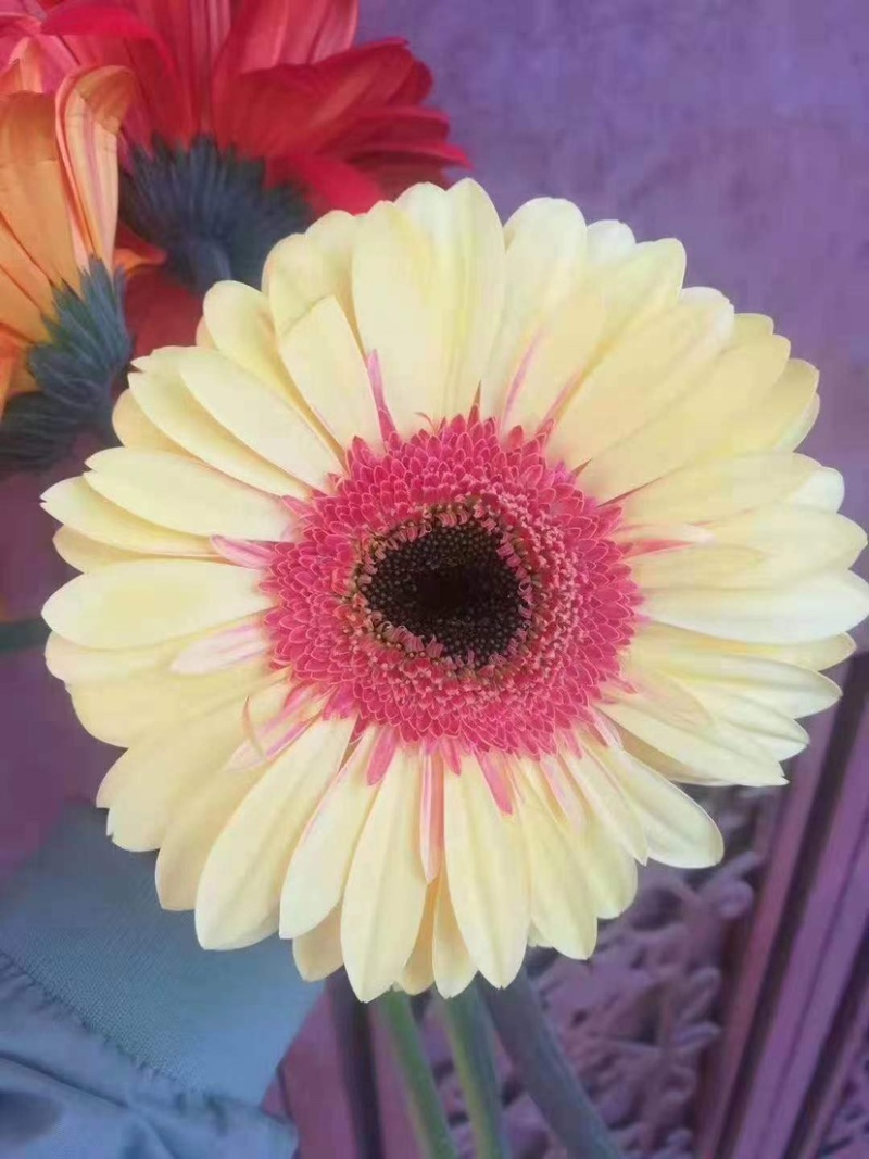 金丝皇菊杭白菊球菊陶菊墨菊观赏菊品种齐全