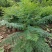 蓝花楹、黄花凤凰木出售