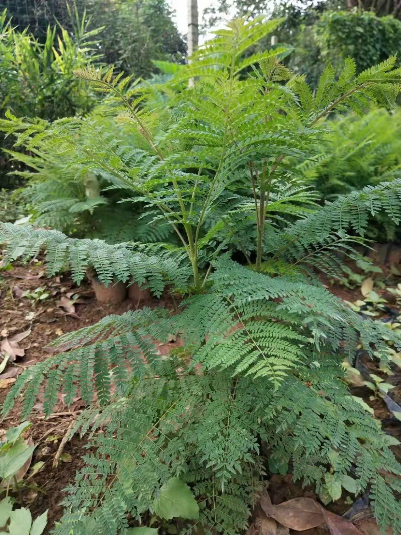 蓝花楹、黄花凤凰木出售