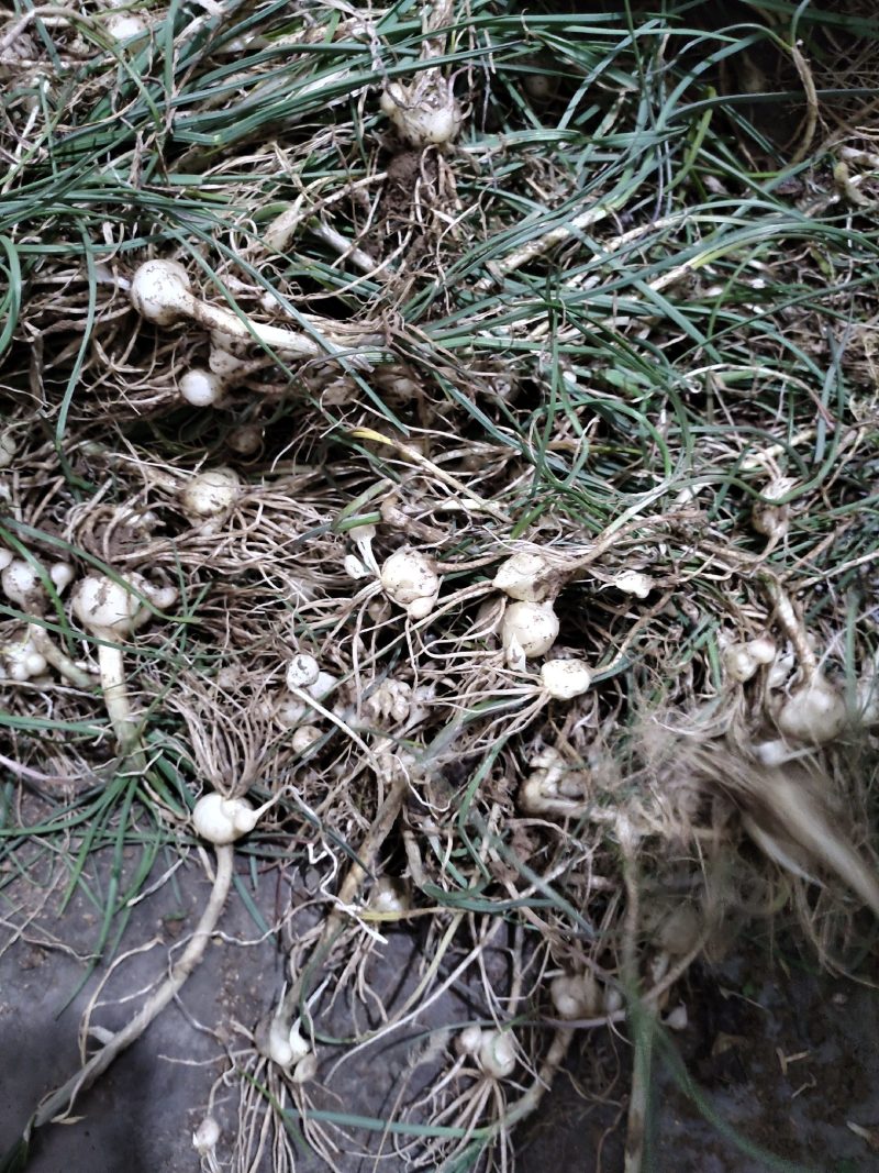 野生现挖新鲜小蒜数量有限季节蔬菜