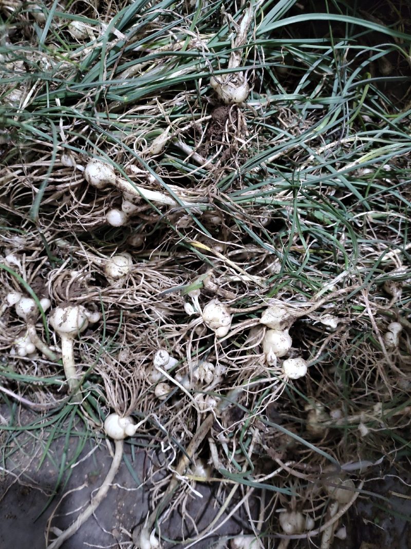 野生现挖新鲜小蒜数量有限季节蔬菜