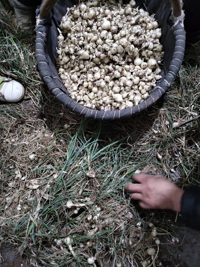 野生现挖新鲜小蒜数量有限季节蔬菜