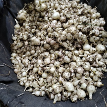 野生现挖新鲜小蒜数量有限季节蔬菜