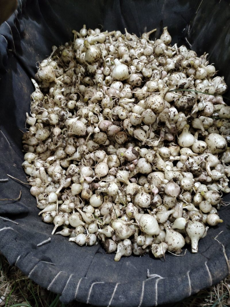 野生现挖新鲜小蒜数量有限季节蔬菜