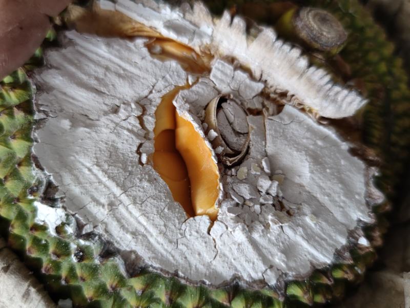 越南产地直发红肉菠萝蜜A果大肉大红肉特大大中小果