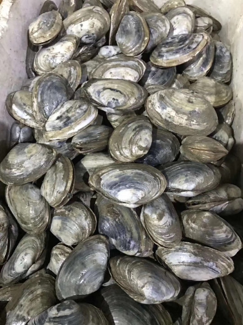 连云港产地鲜活蚌仔小蚌仔食材酒店餐饮食材