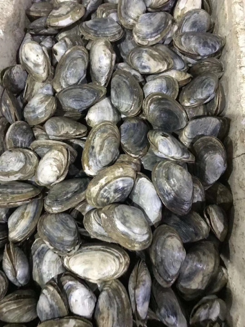 连云港产地鲜活蚌仔小蚌仔食材酒店餐饮食材