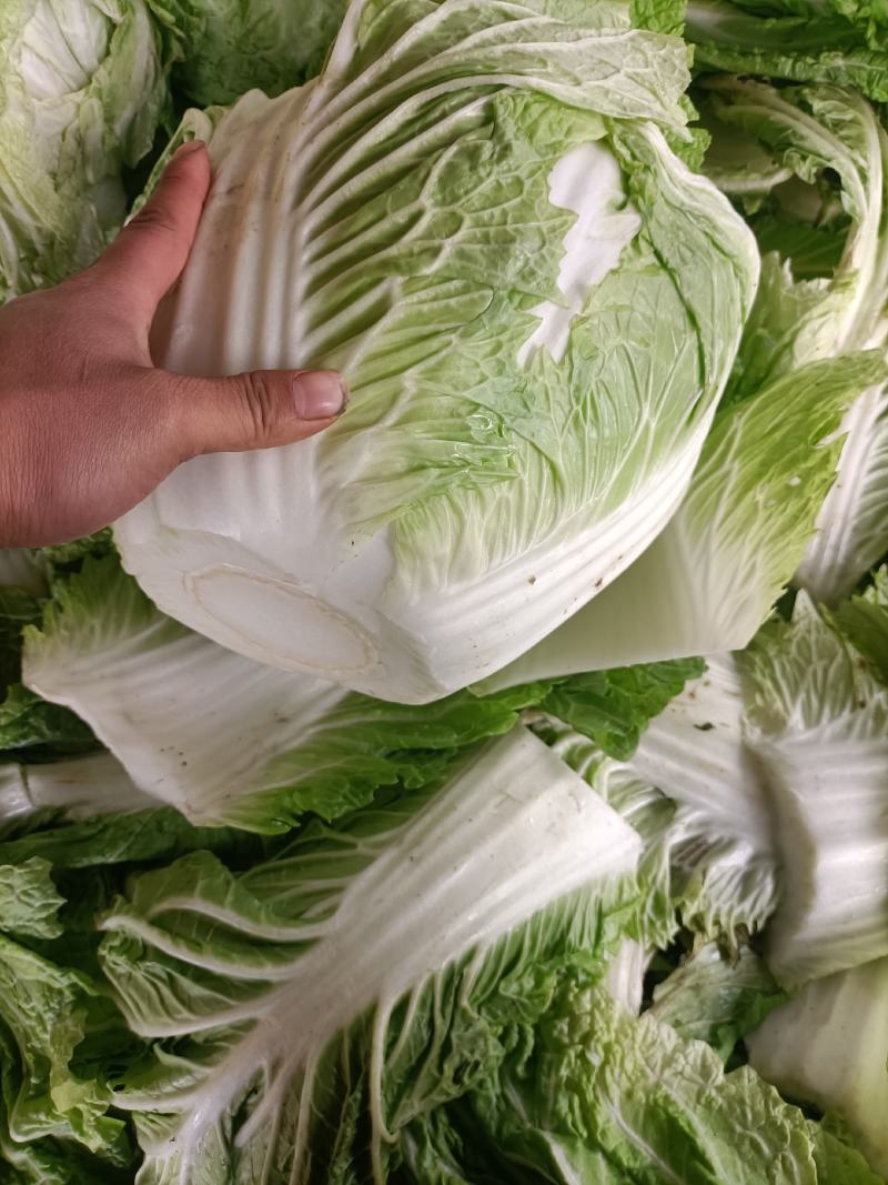 大白菜秦白二号抱头白！！冷库储存质量好颜色正
