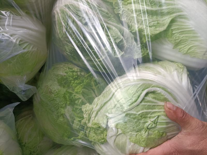 大白菜秦白二号抱头白！！冷库储存质量好颜色正