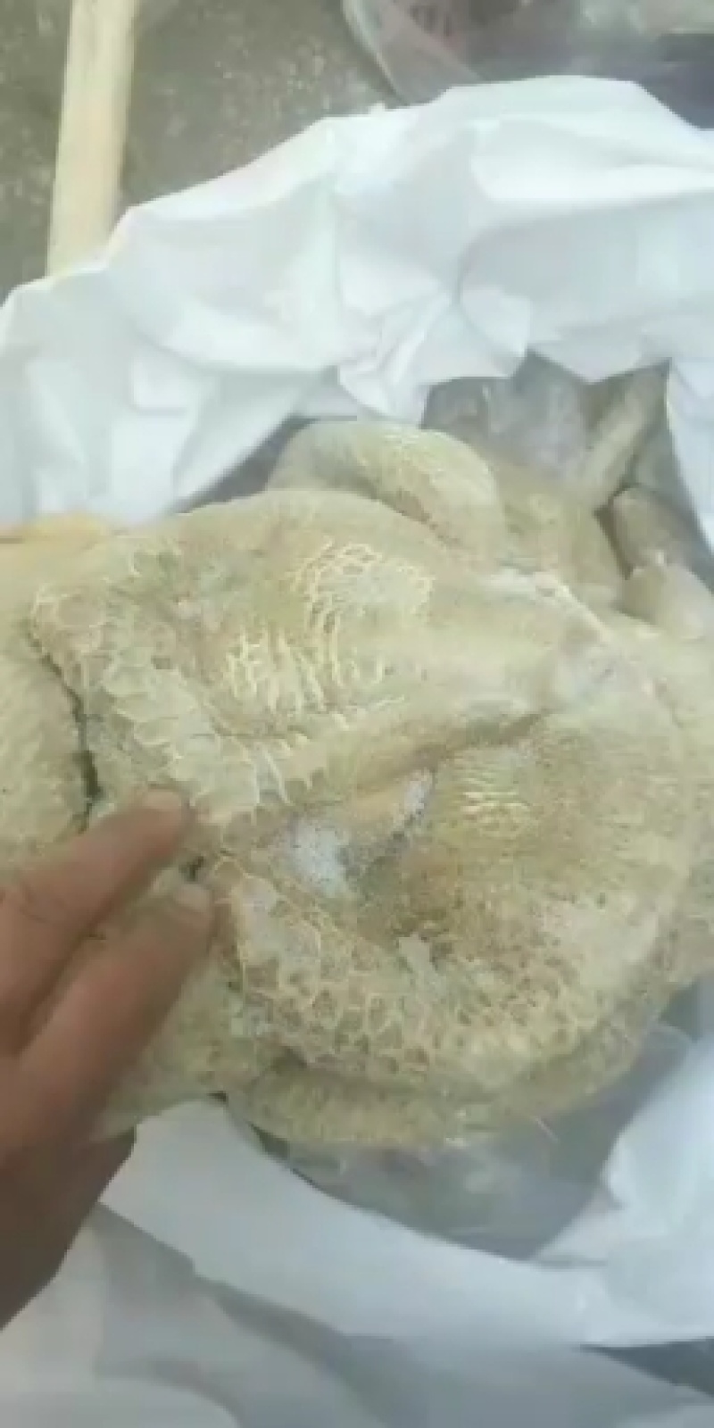 国产牛肚大肚8成熟酱辣炒涮锅凉拌
