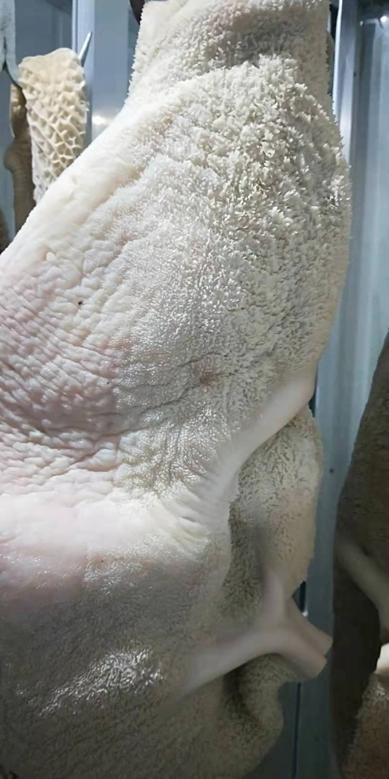 国产牛肚大肚8成熟酱辣炒涮锅凉拌