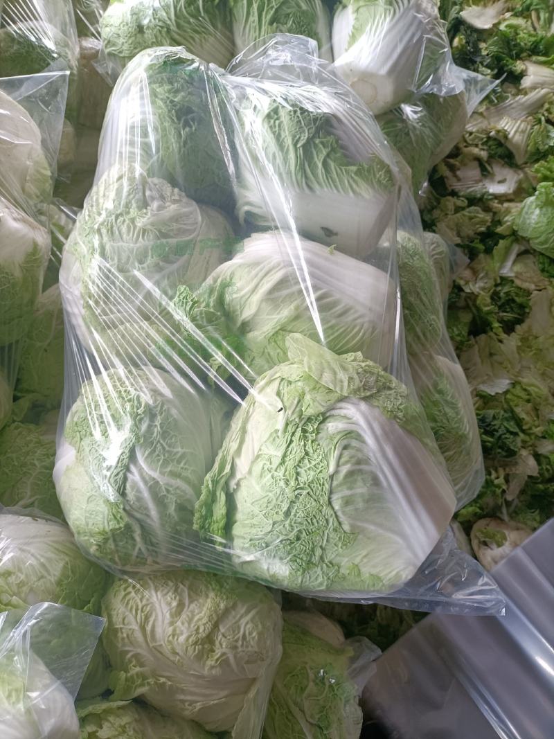 大白菜秦白二号抱头白！！冷库储存质量好颜色正