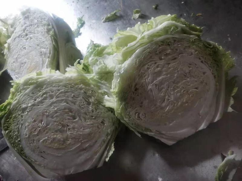 大白菜秦白二号抱头白！！冷库储存质量好颜色正