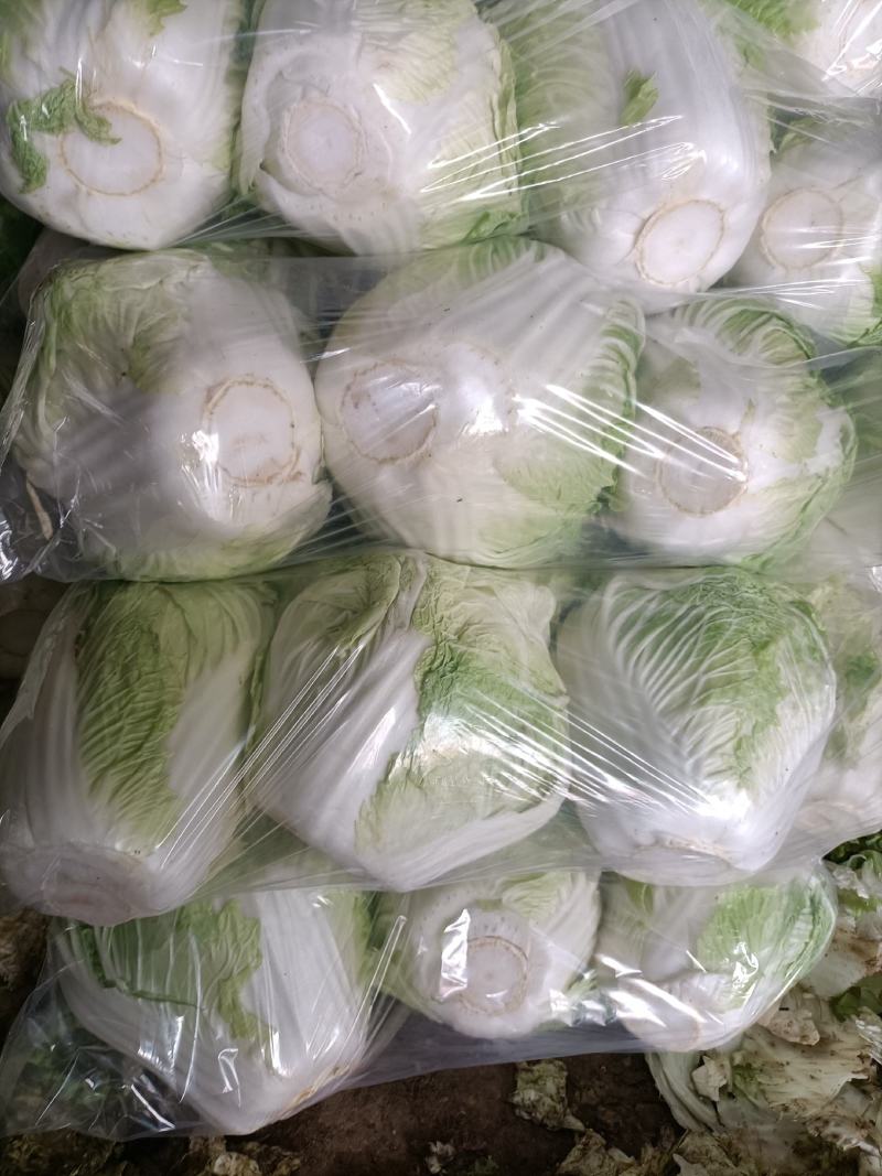 大白菜秦白二号抱头白！！冷库储存质量好颜色正