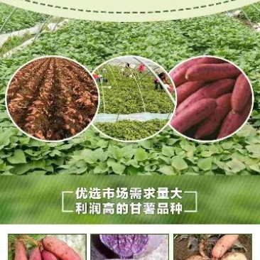 红薯苗