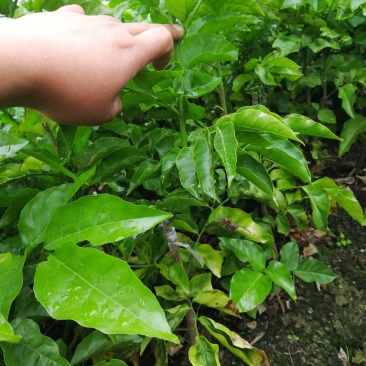 南方种植水果黑黄皮果苗黄皮苗果树苗甜黑黄皮果苗