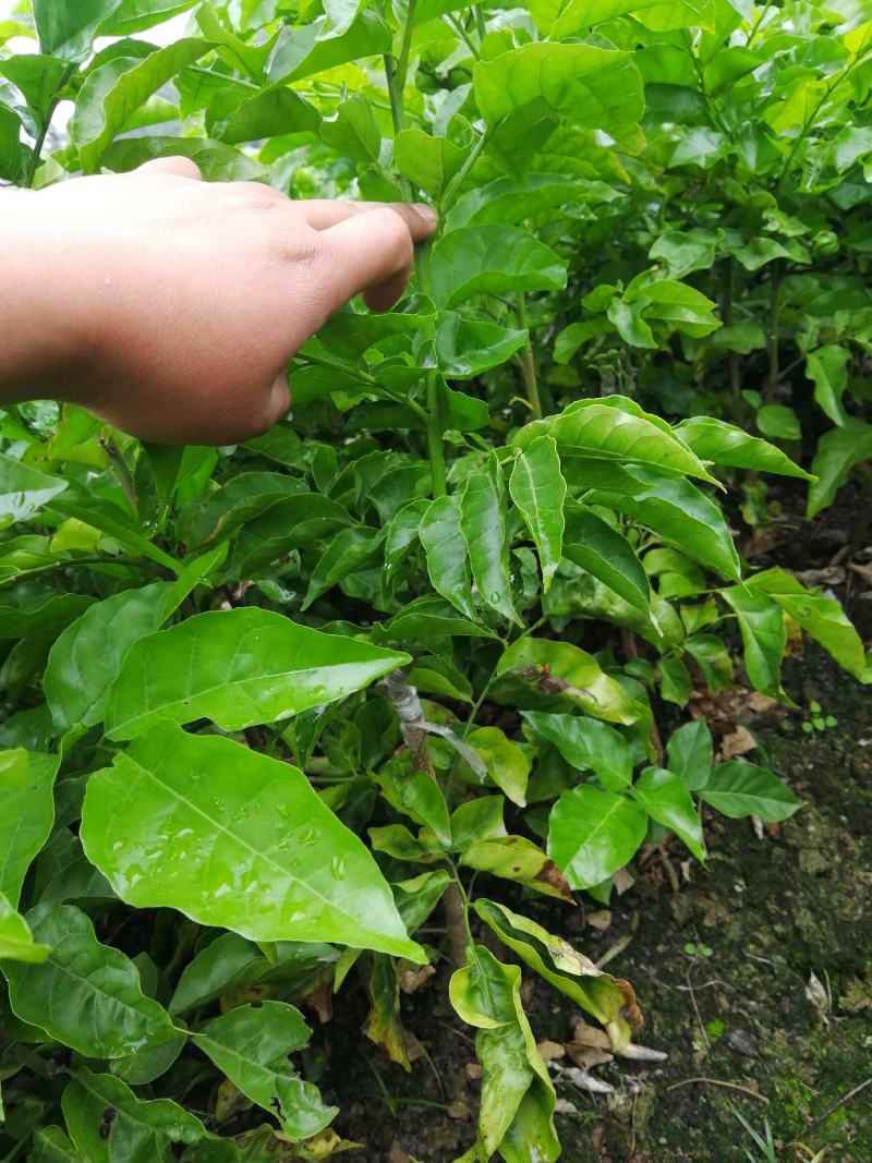 南方种植水果黑黄皮果苗黄皮苗果树苗甜黑黄皮果苗