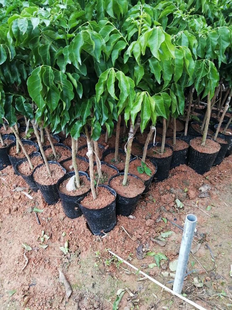 南方种植水果黑黄皮果苗黄皮苗果树苗甜黑黄皮果苗