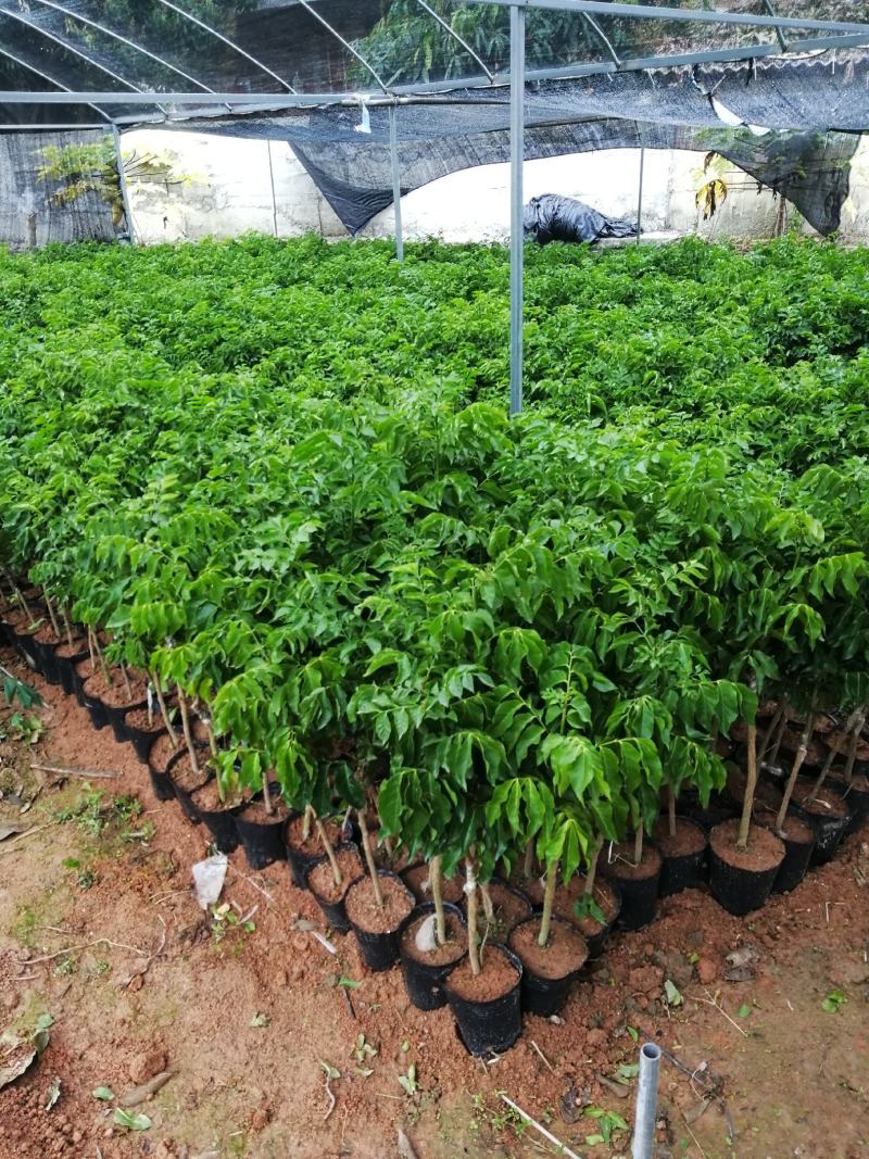 南方种植水果黑黄皮果苗黄皮苗果树苗甜黑黄皮果苗