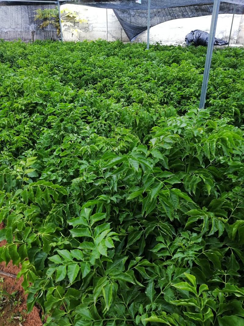 南方种植水果黑黄皮果苗黄皮苗果树苗甜黑黄皮果苗