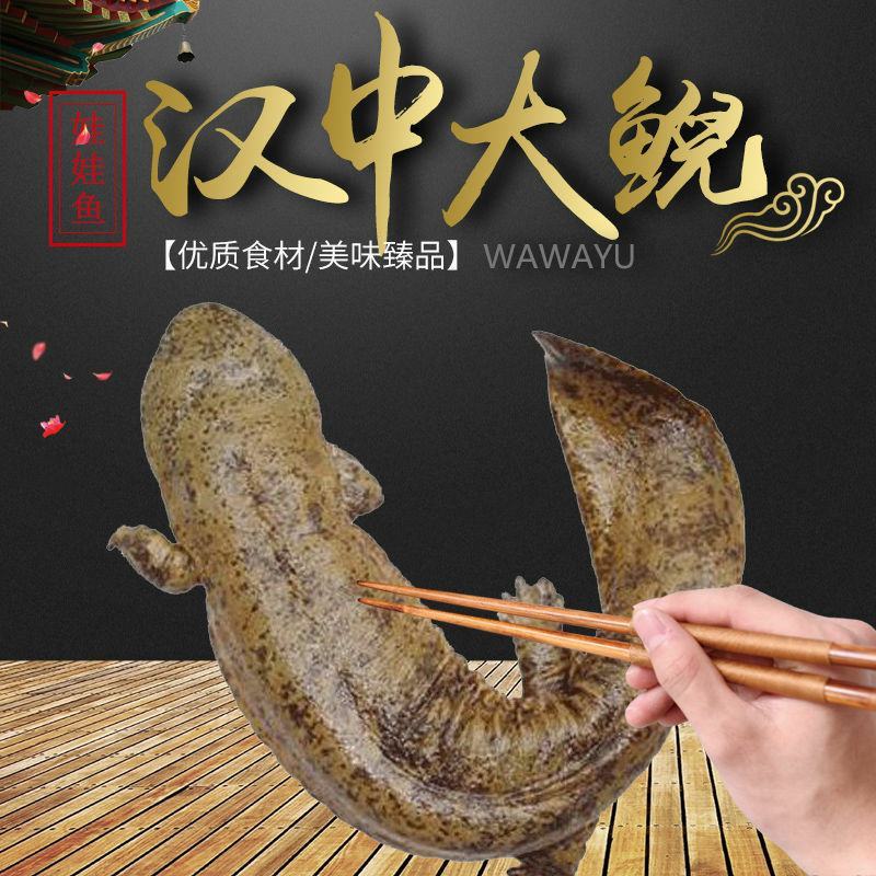 好货推荐生态大娃娃鱼活鱼食用佳品月子餐汤营养丰富