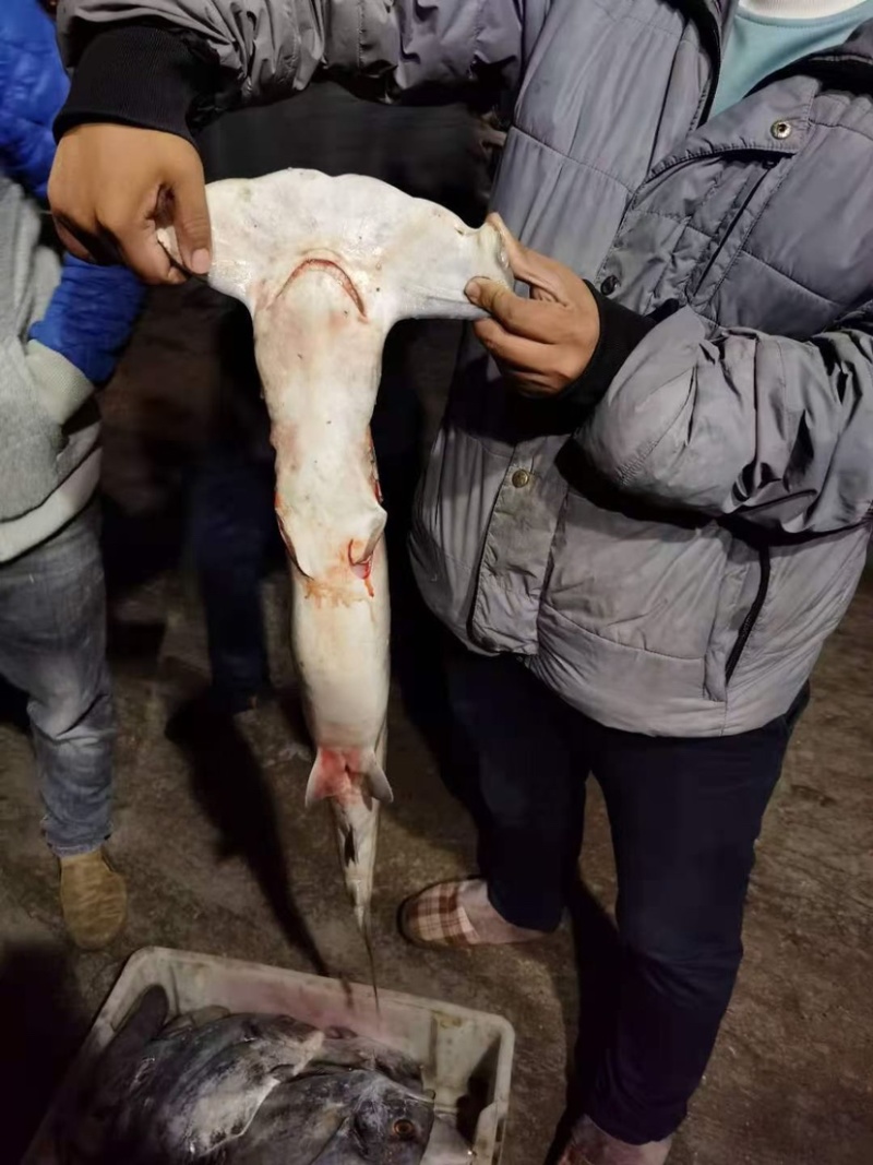 海捕大小整条鲨鱼正规品种非保护动物大鲨鱼