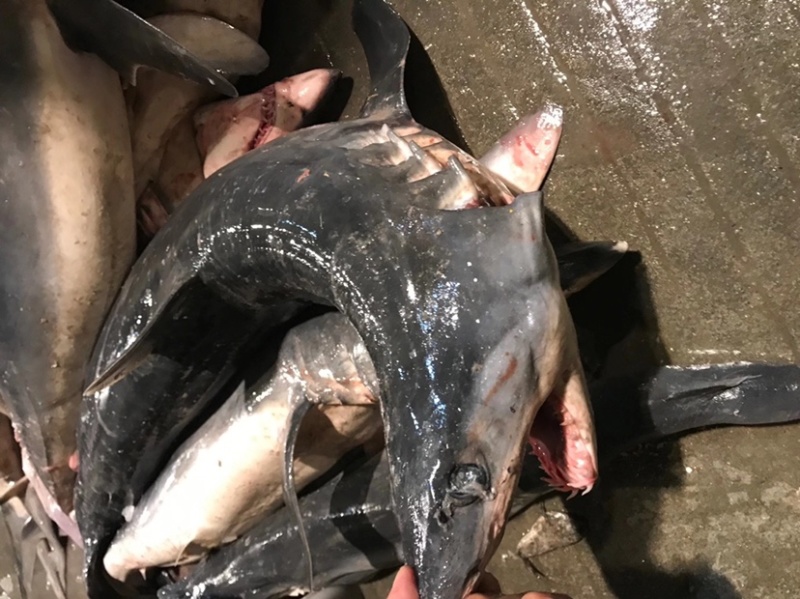 海捕大小整条鲨鱼正规品种非保护动物大鲨鱼