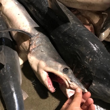 海捕大小整条鲨鱼正规品种非保护动物大鲨鱼