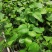 哈密味南方种植水果香蜜百香果嫁接苗百香果苗果树苗