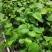 哈密味南方种植水果香蜜百香果嫁接苗百香果苗果树苗