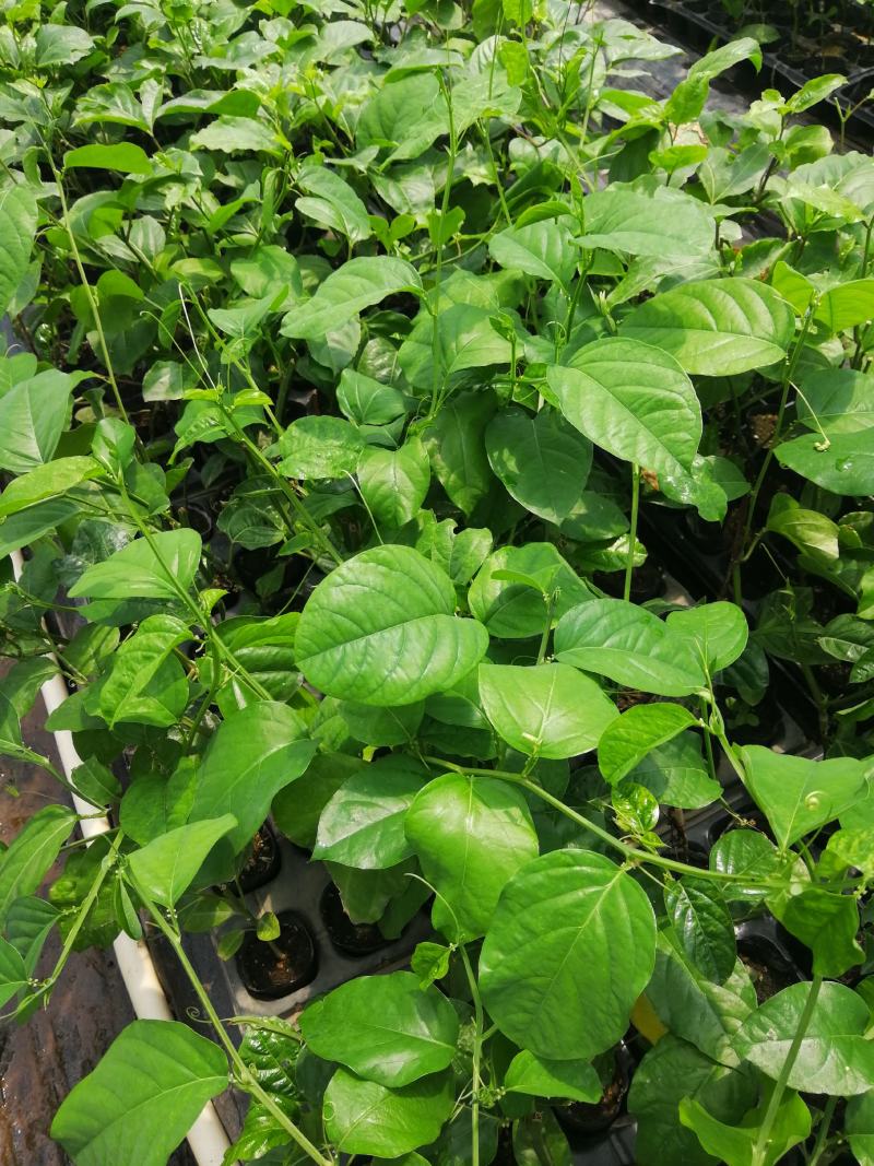 哈密味南方种植水果香蜜百香果嫁接苗百香果苗果树苗