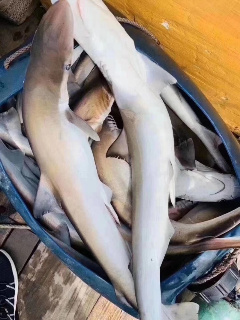 海捕大小整条鲨鱼正规品种非保护动物大鲨鱼